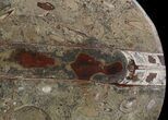 Fossil Orthoceras & Goniatite Plate - Stoneware #51421-1